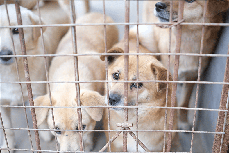 Rescue Gone Wrong: When “Saving” Animals Becomes Hoarding